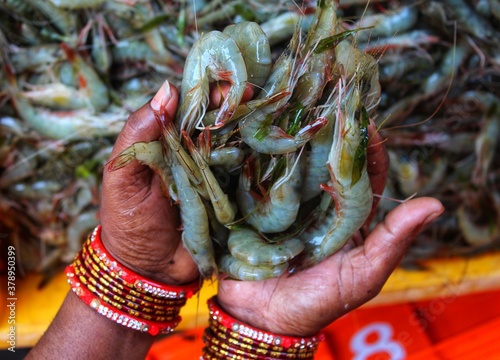 prawn in hand huge prawn harvest success of shrimp farming shrimp sale in indian fish market