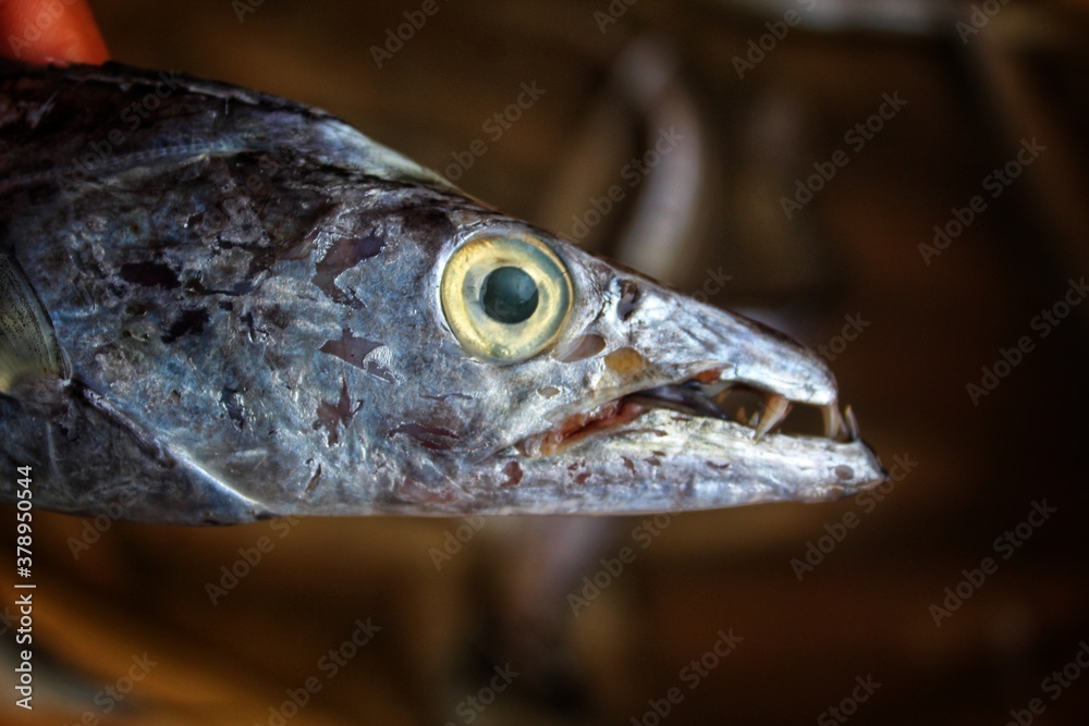ribbon fish face close up view hairtail fish in market sabala fish sale
