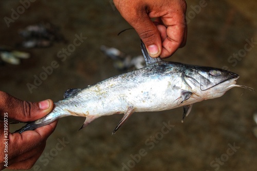 marine catfish in hand in Indian fish market photo