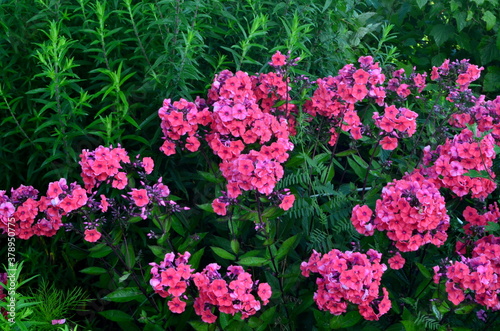 Red Phlox Flower in the Summer Garden
