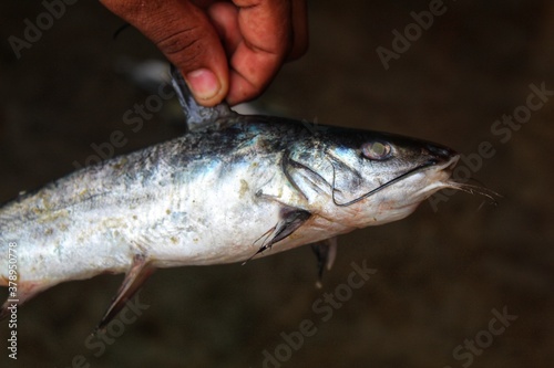 Fototapeta Naklejka Na Ścianę i Meble -  marine catfish in hand in Indian fish market