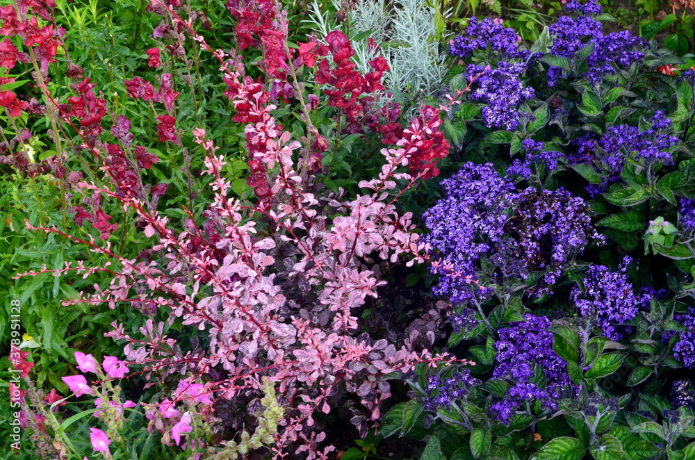 Obraz premium Colorful flowers bloom in the summer garden. beautiful garden flowers