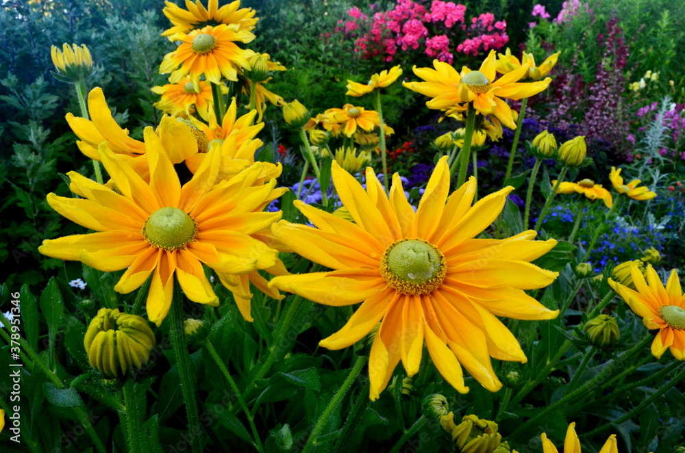 Obraz premium Colorful flowers bloom in the summer garden. beautiful garden flowers