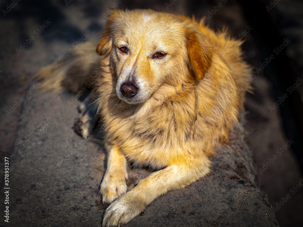 Himalayan stray dog resting by the side of the road Himalayan stray dog resting by the side of the road