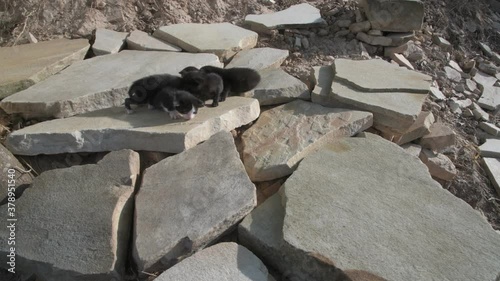 Cat and Cubs Meowing on the Rocks in Brazil
