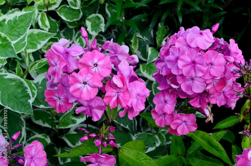 Pink Phlox Flower in the Summer Garden Pink Phlox Flower in the Summer Garden