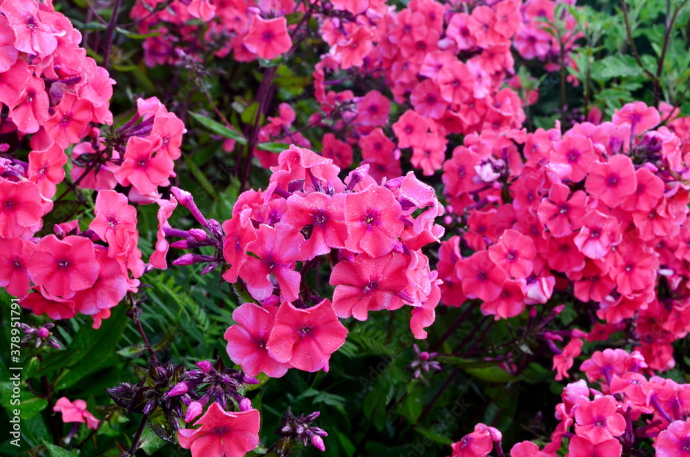 Red Phlox Flower in the Summer Garden