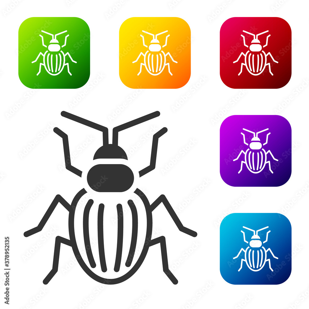 Fototapeta premium Black Chafer beetle icon isolated on white background. Set icons in color square buttons. Vector.
