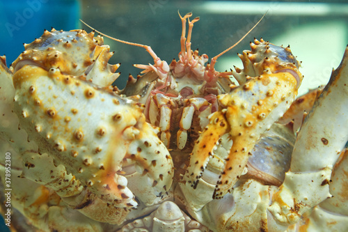 Close-up of the Kamchatka crab's face in the fish market aquarium. Delicacies from the sea.