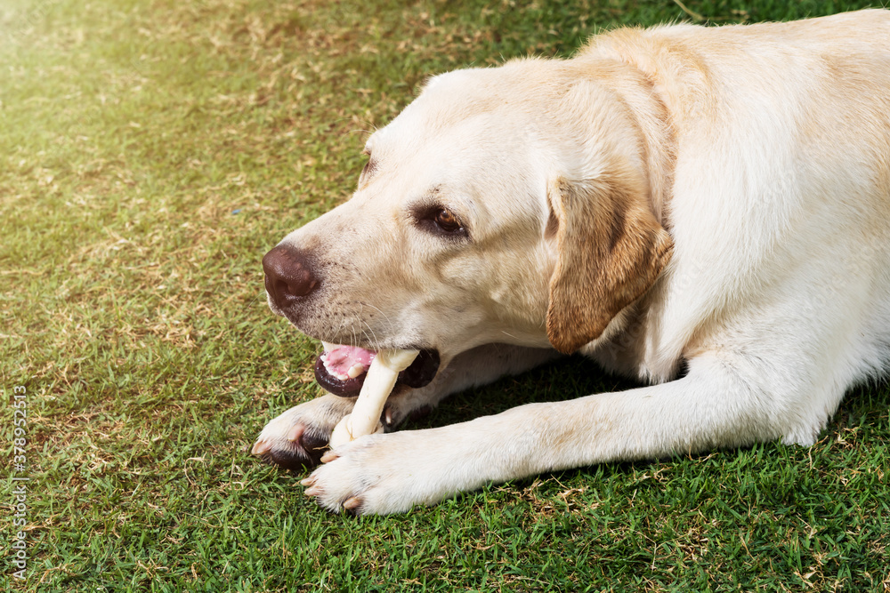 Yellow Labrador retriever have fun in home garden in action Yellow Labrador retriever have fun in home garden in action