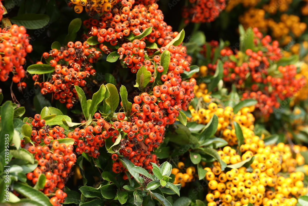 Pyracantha branches with bright orange ripe berries. Pyracantha branches with bright orange ripe berries.