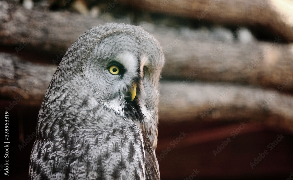 Obraz premium Harfang des neiges