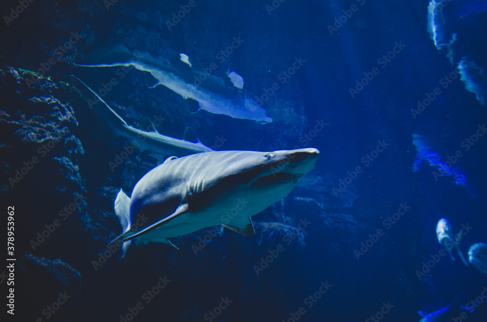 Fototapeta premium Shark swimming in large salt water tank in an aquarium.