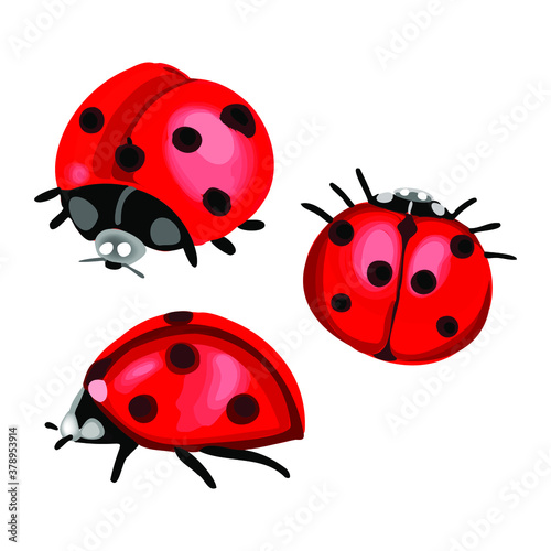 a set of images of ladybugs