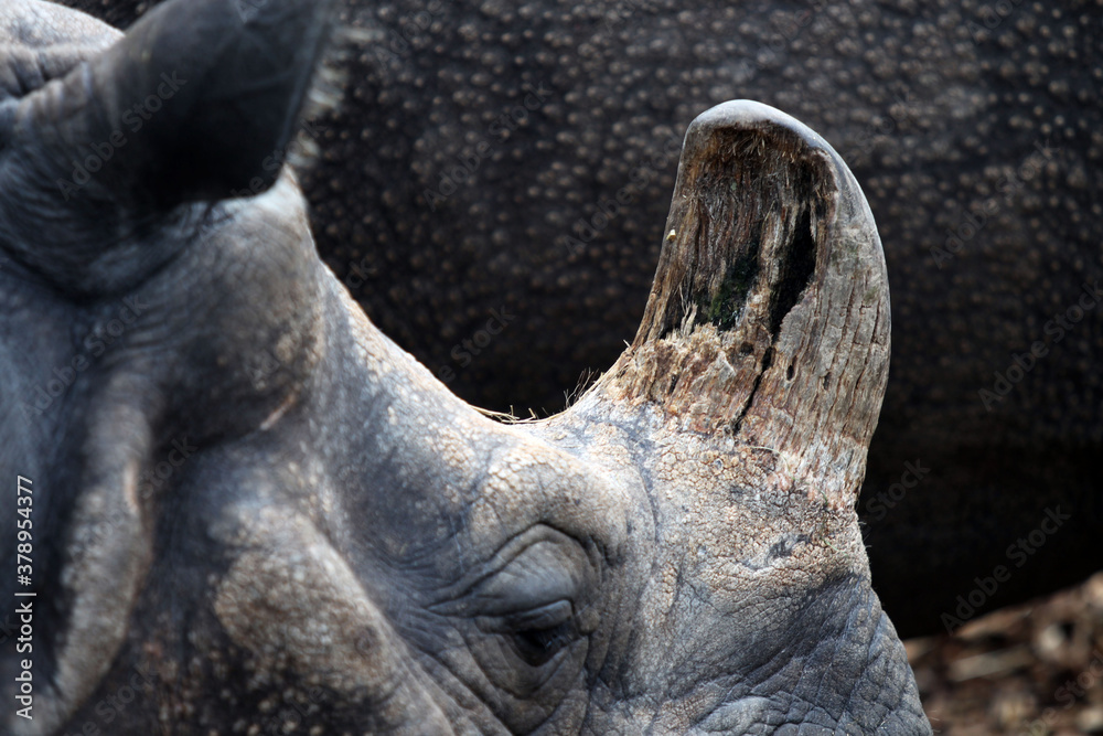 Fototapeta premium Rhinocéros Unicornis