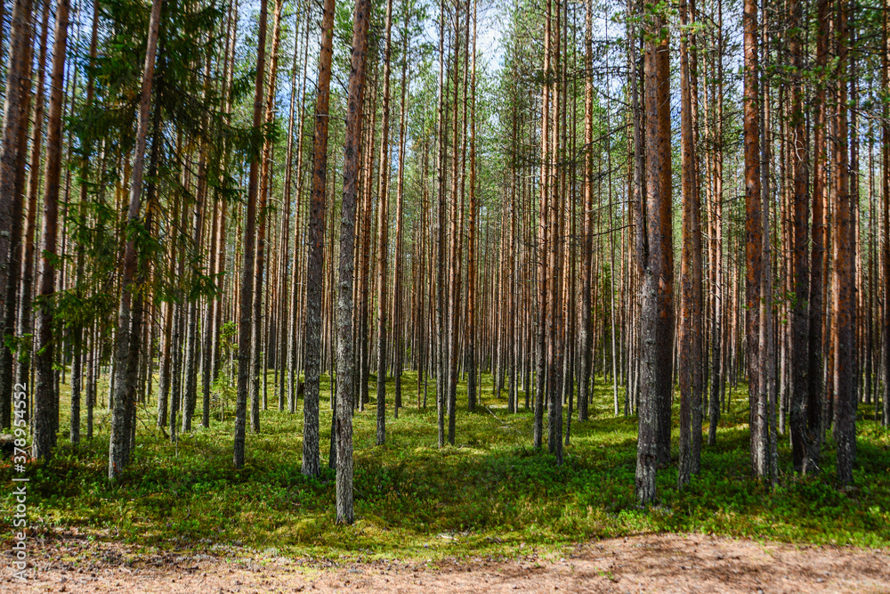 trees in the forest trees in the forest