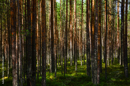 forest in the morning