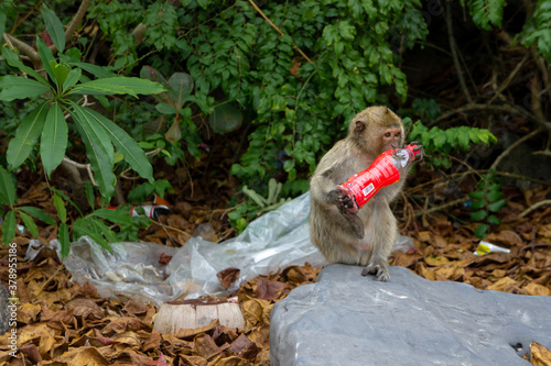 Monkey Chews Plastic Bottle Trash that is Littered on Island in Vietnam