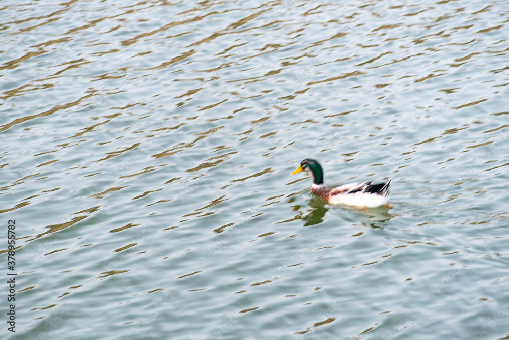 Beautiful natural landscape in summer. Cute ducks enjoying the summer on the lake Beautiful natural landscape in summer. Cute ducks enjoying the summer on the lake