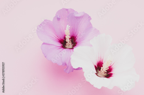 High angle shot of hibiscus flowers in a pink surface