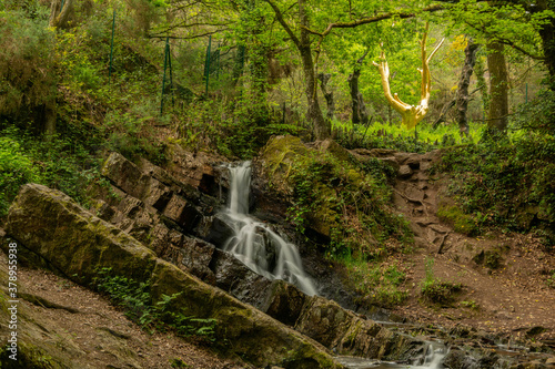Photos l'arbre d'or en forêt de Brocéliande