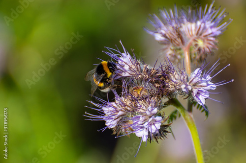 Bourdon en plein butinage