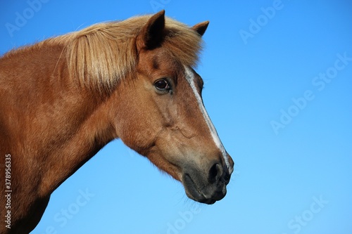 head portrait on a brown icelandic horse with the blue sky in the background