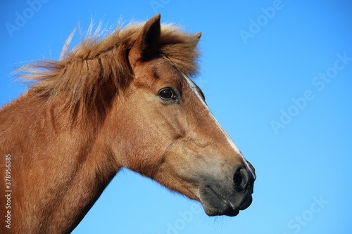 head portrait on a brown icelandic horse with the blue sky in the background