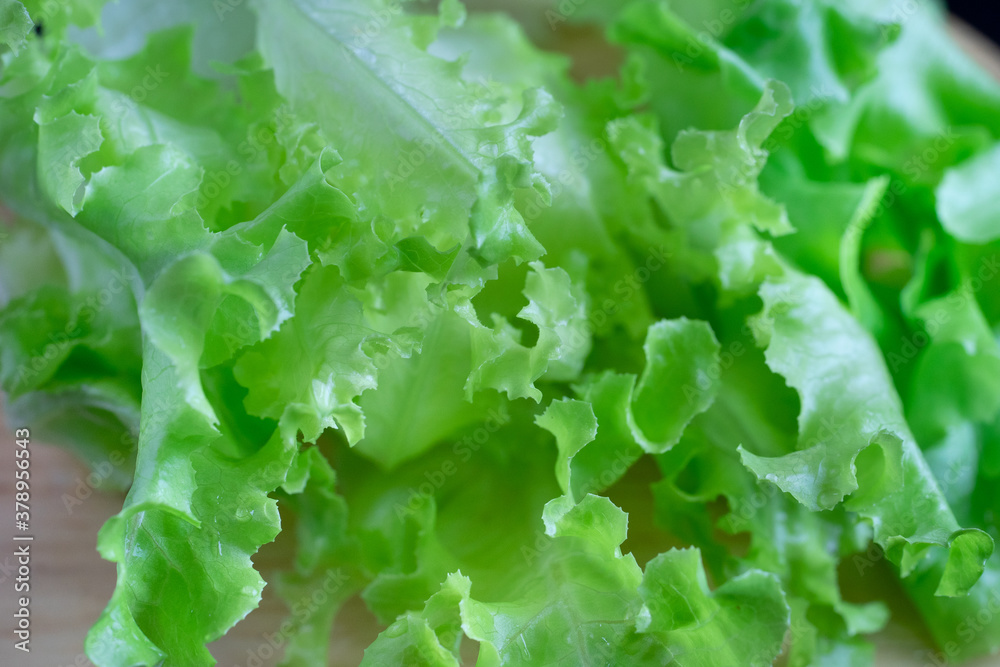 Lettuce takes photographed specifically on the top. Lettuce takes photographed specifically on the top.