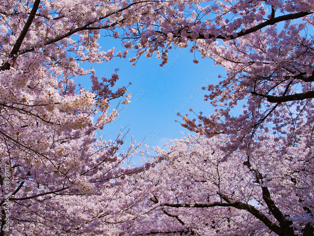 桜 お花見 兼六園 金沢 石川県 春 桜 お花見 兼六園 金沢 石川県 春