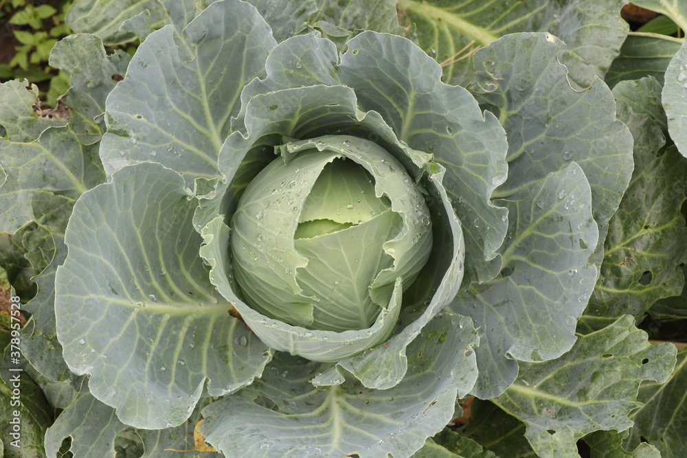 Obraz premium cabbage in the field