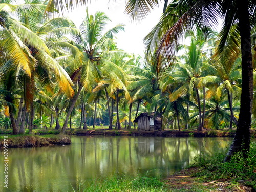 Картината върху платно Backwaters Kerala