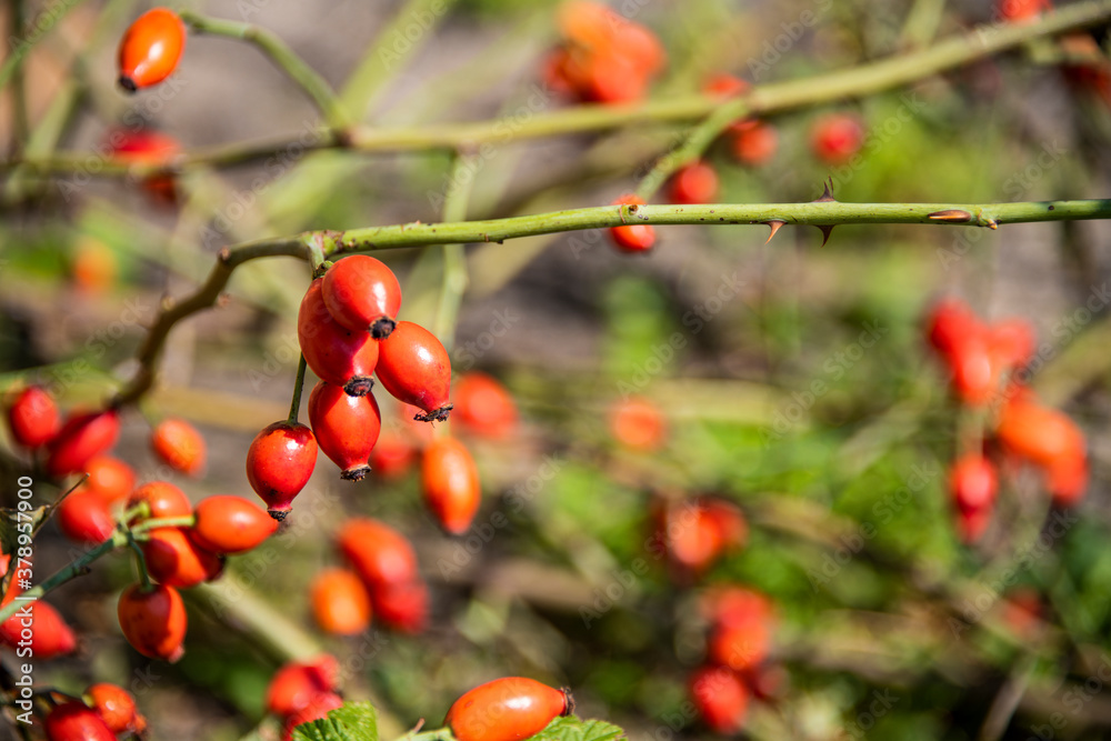 red buds of rosa canina rose plant