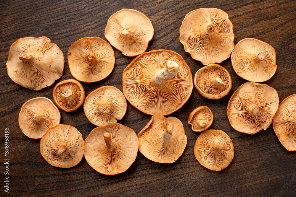 Group inverted fresh raw edible mushroom, Lactarius, on wood background. Top view, Group inverted fresh raw edible mushroom, Lactarius, on wood background. Top view,