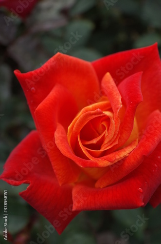 Orange blend Flower of Rose  Nishiki-e  in Full Bloom 