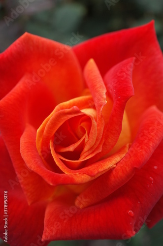 Orange blend Flower of Rose  Nishiki-e  in Full Bloom 
