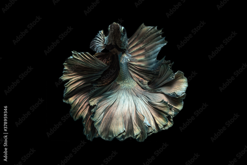 Naklejka premium Exotic rhythmic motion movement luxury beautiful half moon long tail Betta,Siamese fighting fish Betta splendens, aggressive,Thai aquatic national animals, popular fish isolated on black