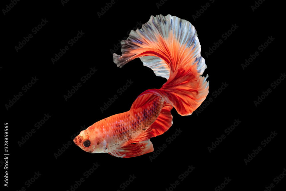 Exotic rhythmic motion movement luxury beautiful half moon long tail Betta,Siamese fighting fish Betta splendens, aggressive,Thai aquatic national animals, popular fish isolated on black Exotic rhythmic motion movement luxury beautiful half moon long tail Betta,Siamese fighting fish Betta splendens, aggressive,Thai aquatic national animals, popular fish isolated on black