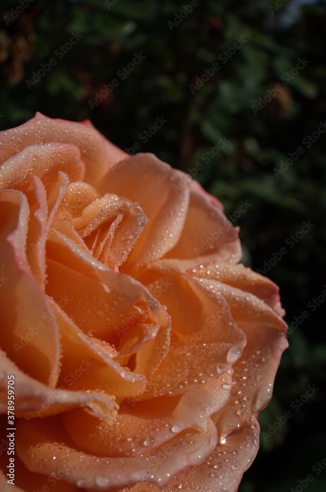Light Pink Flower of Rose 'Ocho' in Full Bloom
Light Pink Flower of Rose 'Ocho' in Full Bloom