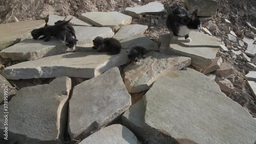 Cat and Cubs Meowing on the Rocks in Brazil