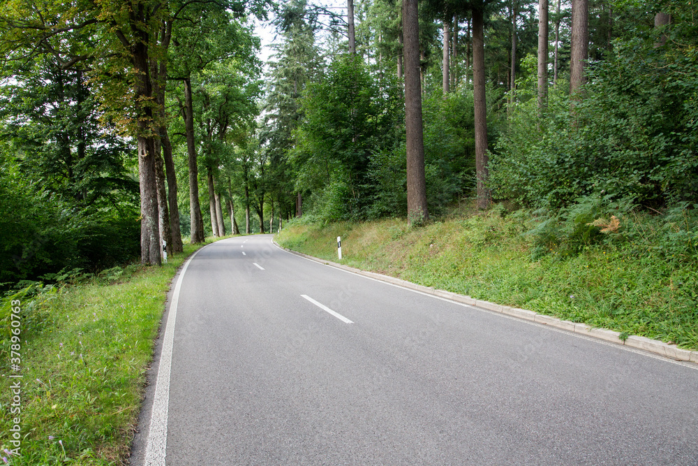 Fototapeta premium Forest Road