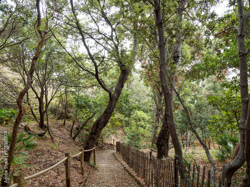 Parc du Mugel de la Ciotat adossé au Bec de l'Aigle avec ses allées arborées, palmiers, bambouseraie, plantes aromatiques le long d'un espace en pente et rocheux constitué de rigoles photo