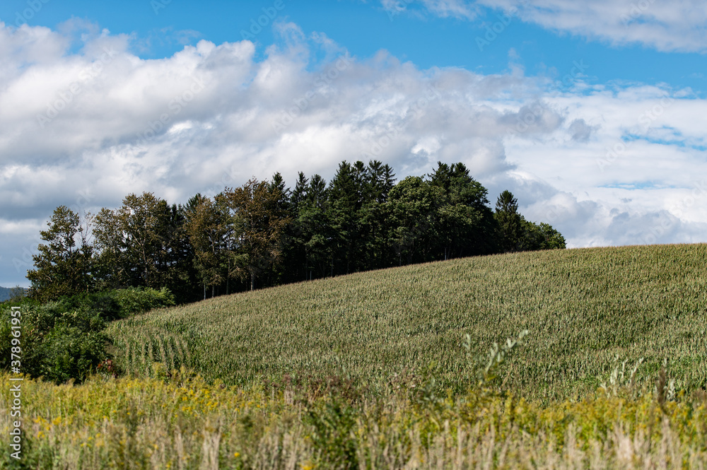 Obraz premium 美瑛とうもろこし畑にて