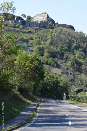 Weinberge an der Ahr unterhalb der Ruine Saffenburg photo