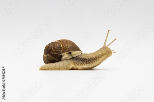 Snail on the white background. Snail moving forward against white background