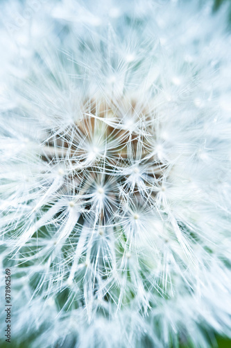 white dandelion flower with macro seeds in full frame like romantic beautiful artistic photo