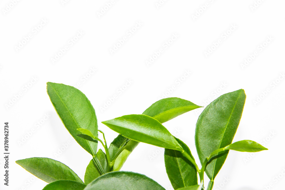 Green leaves of lemon isolated on the white background