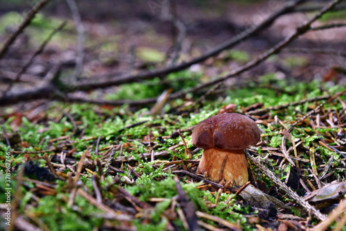 Mushroom xerocomus badius