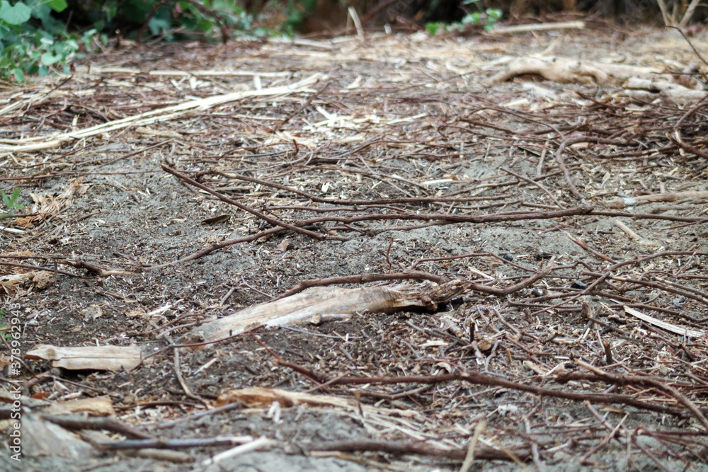 tree brush on the ground tree brush on the ground