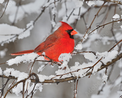 a male Northern Cardinal perches in branches after a fresh snow fall - Ontario © Tony